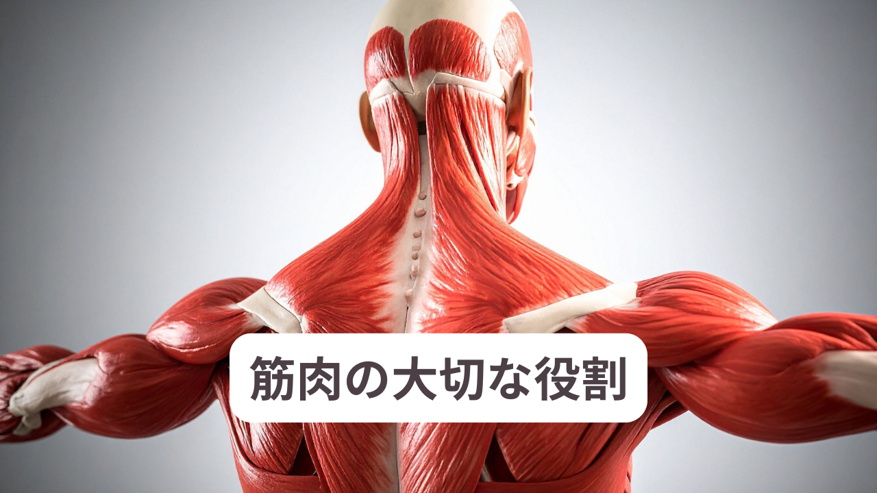 筋肉の大切な役割と健康への影響